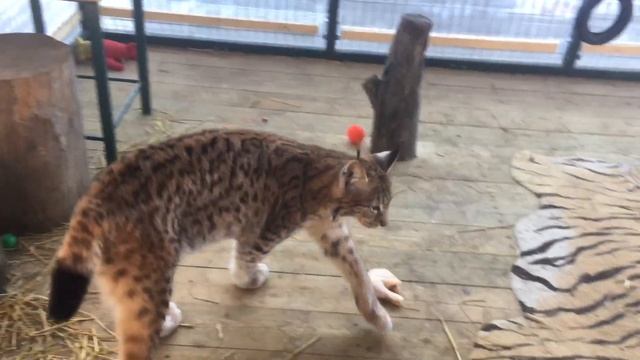 К Рысе пришла весна/Добрейшая Рысь.