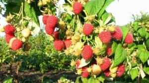 Малина Таруса не малина а сказка!