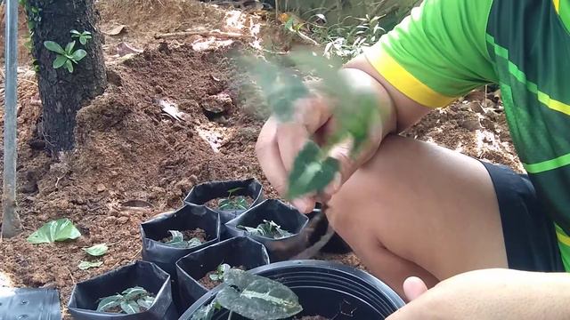 ออมเพชร ไม้ตามกะแส # บ่าวโหลน