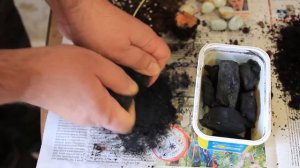 Деление клубня глоксинии