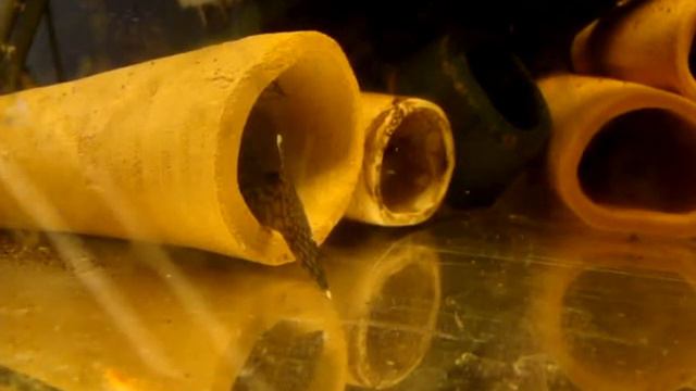 Ancistrus Sp. `Madre De Dios`L393 Fight 2