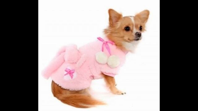 одежда для собак фото смотреть онлайн