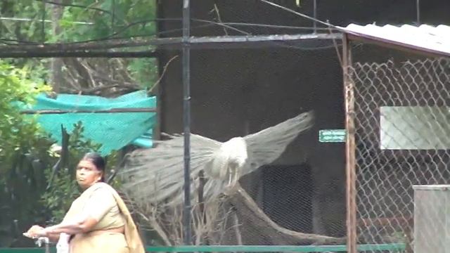 Suprita@zoopark 2011-21 смотреть онлайн