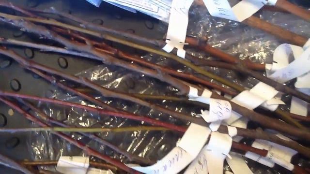 Получила долгожданную посылку из АГРОФИРМЫ "РОСТОК"!!! смотреть онлайн