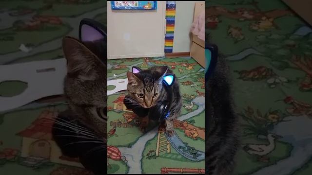 Да я котик#подпишисьпоставьлайк# тишка