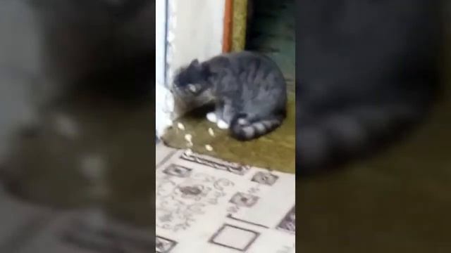 Кот помогает делать ремонт смотреть онлайн
