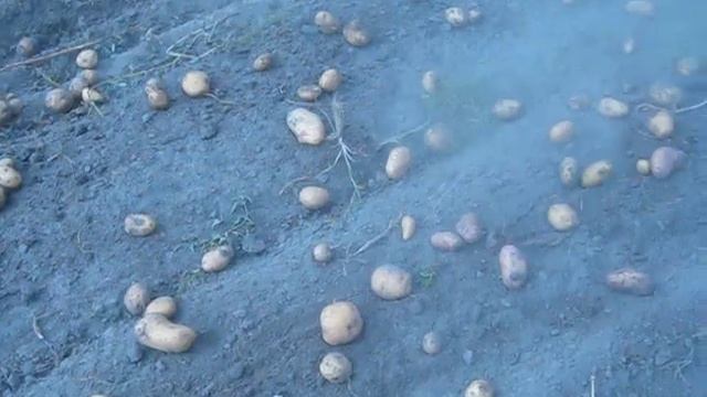 Картофелекопалка грохотная вибрационнaя Картоплекопалка двухрядная картофелекопач смотреть онлайн