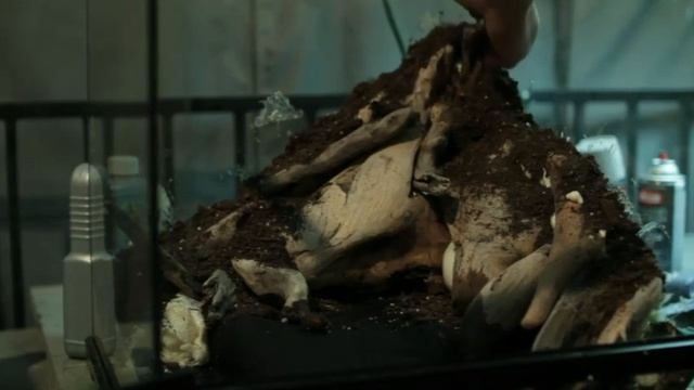 Making a forest beach front terrarium смотреть онлайн