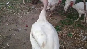 Индюки в три месяца//Как отличить самца от самки