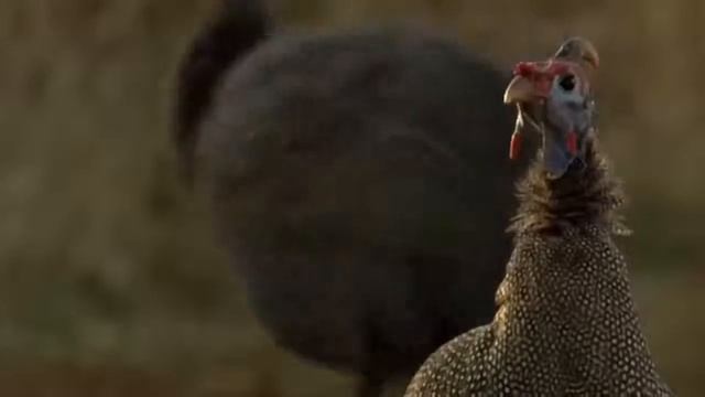 КАРАКАЛ — кот прыгун, ОХОТНИК на птиц! Каракал ПРОТИВ шакалов  Интересные факты о каракалах