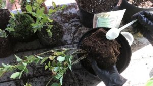 Супер Микориза для роста корневой! Посадка голубики