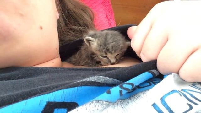 Mainecoon kitten tries to nurse on shoulder and makes biscuits. смотреть онлайн
