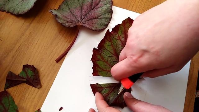 Комнатные цветы . Размножение декоративно-лиственной бегонии фрагментом листа. смотреть онлайн
