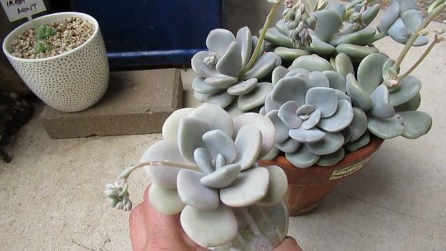 Graptoveria Margaret Rose Vs Echeveria Roma