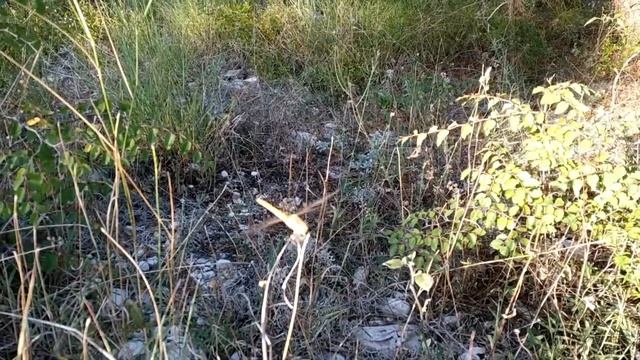 ? Хочу кизилового варенья! ? За кизилом на гору Дооб, хребет Туапхат в Геленджике. смотреть онлайн