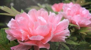 Как выращивать пионы из семян в домашних условиях