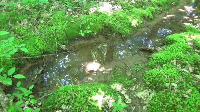 Ласковый май. Прогулка в лесу. Почему вырубают лес?!!! смотреть онлайн