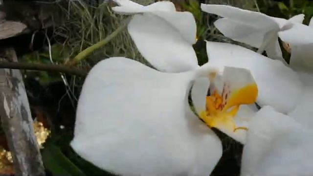 The true beauty of species orchid, Phalaenopsis amabilis смотреть онлайн