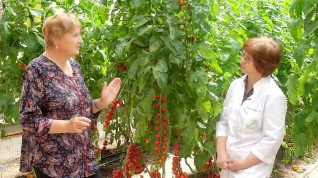 Как создаются и испытываются новые сорта томатов? смотреть онлайн
