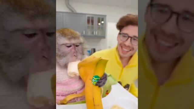 Обезьяна кушает Банан с Серёгой А4! #shorts смотреть онлайн