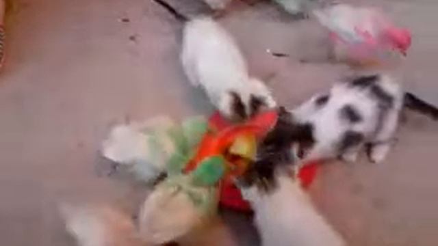 funny animals ichichawn vue incroyable poussin et chat смотреть онлайн