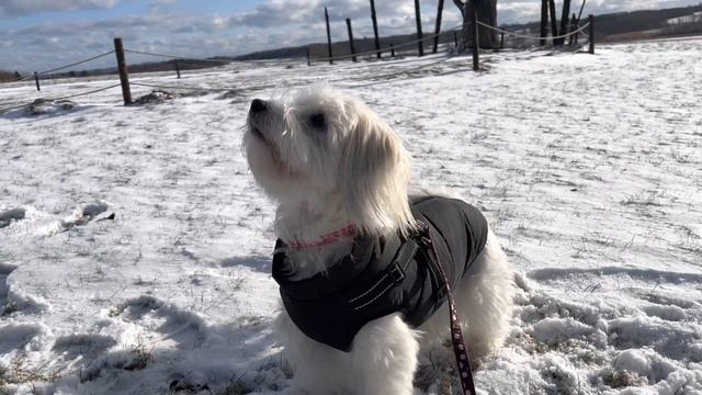 Coton de tulear får Antos beef sticks 6 stk смотреть онлайн