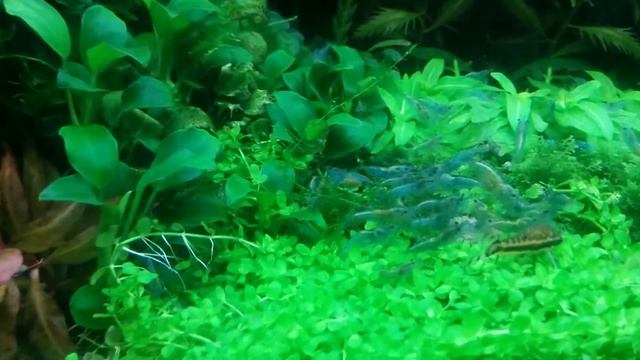 Креветка Голубое Желе ( Neocaridina Blue Jelly) смотреть онлайн