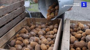 Экзотический урожай: в Сочи идёт сбор киви