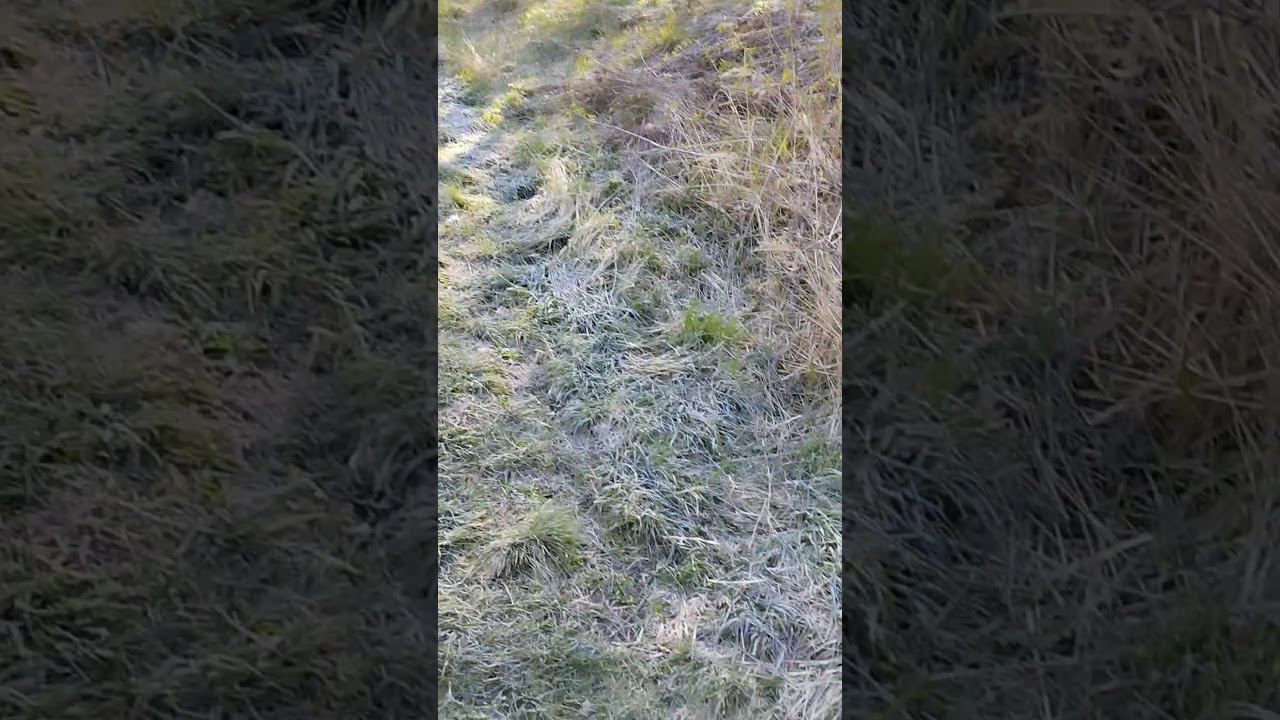 Весенняя красота природы.Идем ловить уклейку. #рыбалка #shortvideo #fishing #fishingvideo смотреть онлайн