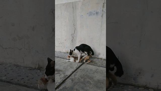 Cats Mating...kucing Kawin