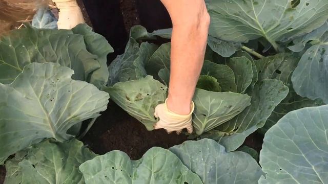 Подкормка капусты во время завязывания кочанов! Уход за капустой! смотреть онлайн