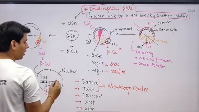 Developmental Biology LECTURE - 2 ~ Amphibian Development / Mammalian Dev. #fourhands #ParamSir смотреть онлайн