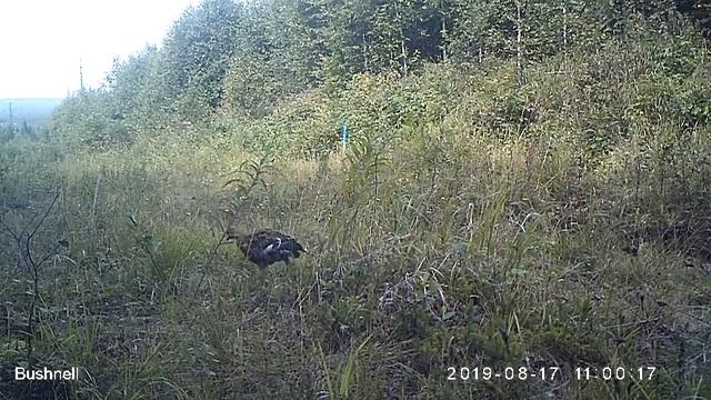 Тетерева, молодые самцы, выводок 17 08 19 смотреть онлайн