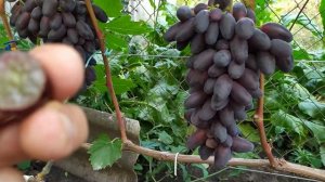 Днепровский Сувенир -  шикарный и Очень  вкусный виноград!!!