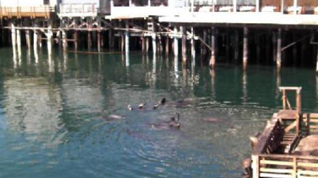 монтерей. морские котики смотреть онлайн