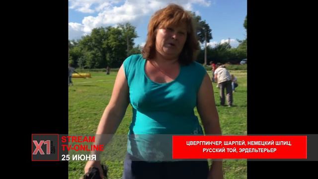 цвергпинчер, шарпей, немецкий шпиц, русский той, эрдельтерьер смотреть онлайн