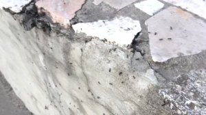 В ПОИСКАХ МАТОК: ЛЁТ МУРАВЬЁВ-ЖНЕЦОВ Messor structor! Ищем муравьиных королев мессоров! ЛЁТ 2020!