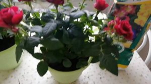Пересадка комнатных роз
