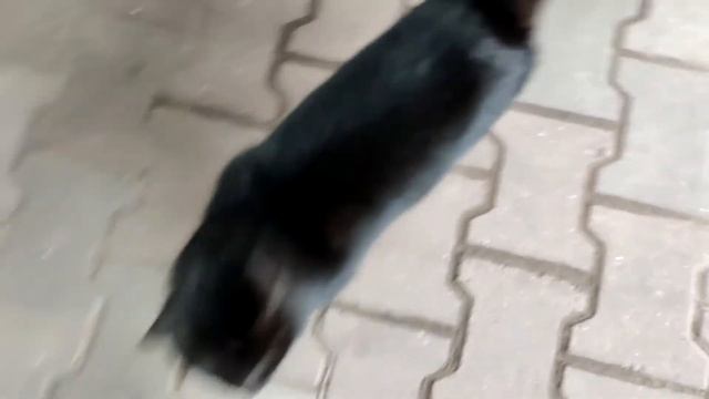 Супер кот красуется, ходит во всей красе! Кот ходит важно...