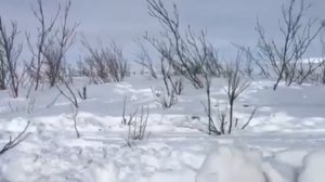 Охота на гусей на крайнем севере, май месяц.