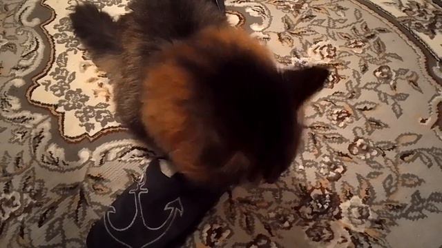 Кот Марс. Двойной перекус. смотреть онлайн