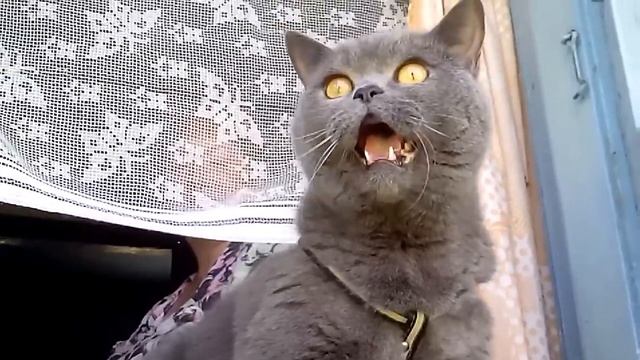 Домашний кот в деревне смотреть онлайн