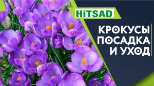Всё о крокусах ✔️ Правильный уход за крокусами