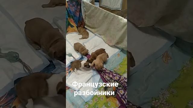 французские бульдоги щенки 1,5 месяца смотреть онлайн