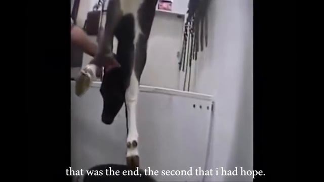 SUBSCRIBE TO SWEETER VEGAN смотреть онлайн