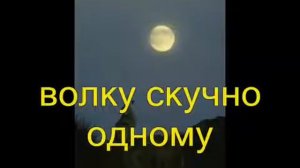 У У У тянет песню волк в лесу