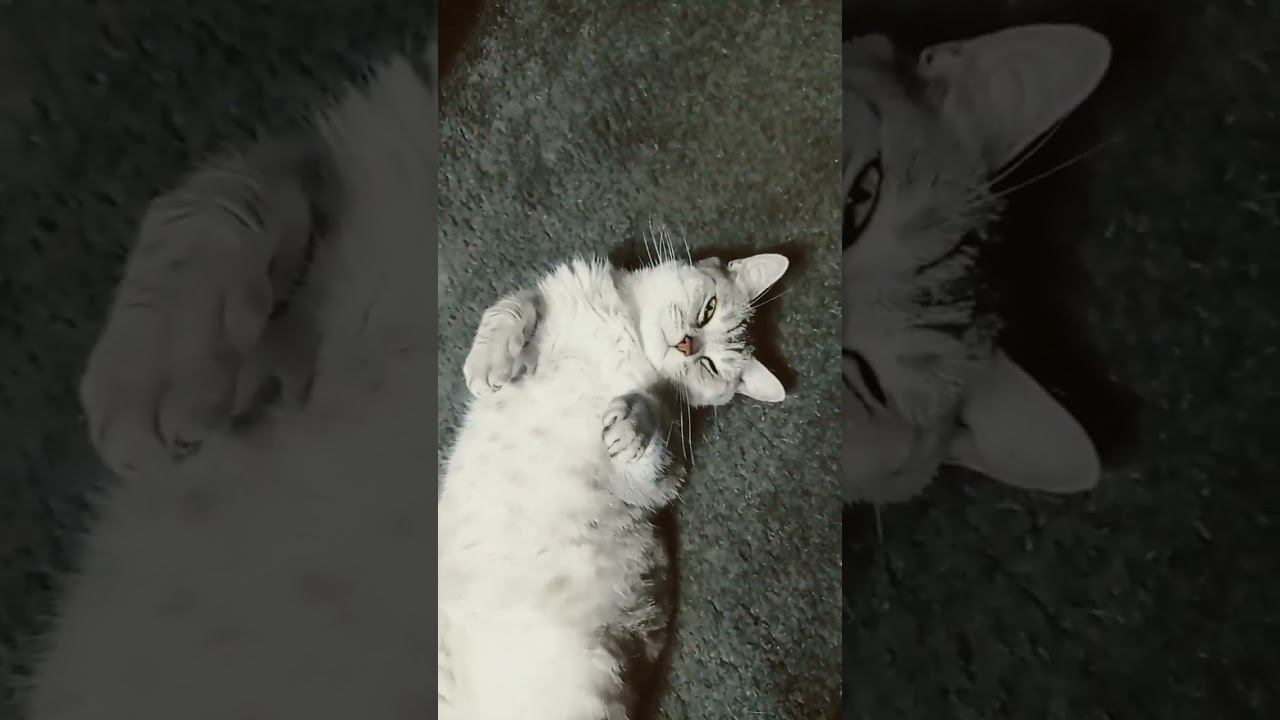 Котенок замёрз! Куда его? #shorts смотреть онлайн