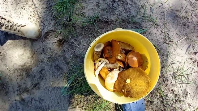 Купили дачу в Липецкой области. смотреть онлайн