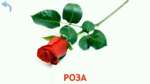 Карточки Домана. Учим Цветы для Малышей. Выпуск №9. Doman Cards Flowers