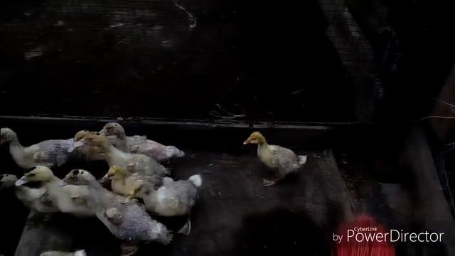 Купили поросёнка//Утренняя кормежка//Убирались в загоне. смотреть онлайн